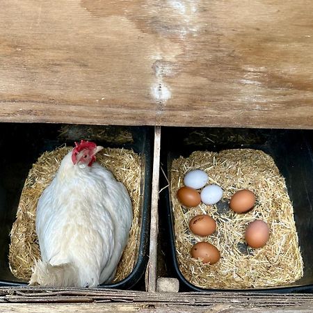 Charming Hen Cottage Countryside Retreat Lincoln Newball Extérieur photo