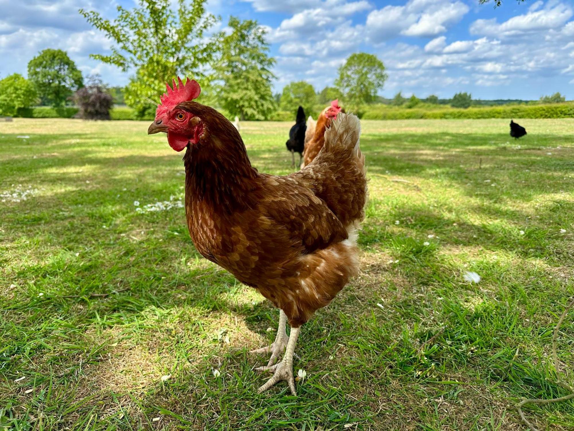 Charming Hen Cottage Countryside Retreat Lincoln Newball Extérieur photo